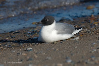 Photo - Mouette de Bonaparte