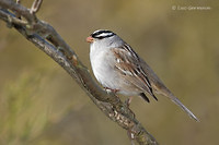 Photo - Bruant à couronne blanche