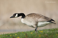 Photo - Canada Goose