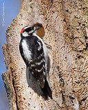 Photo - Downy Woodpecker