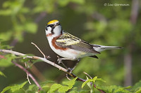 Photo - Chestnut-sided Warbler