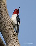 Photo - Pic à tête rouge