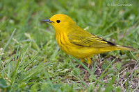 Photo - Paruline jaune