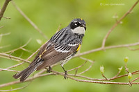 Photo - Yellow-rumped Warbler