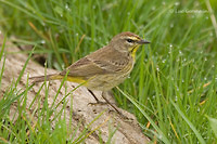 Photo - Palm Warbler