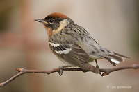 Photo - Bay-breasted Warbler