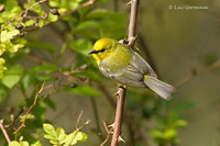 Photo - Blue-winged Warbler