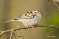 Photo - Chipping Sparrow