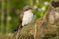 Photo - Yellow-billed Cuckoo
