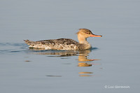 Photo - Red-breasted Merganser