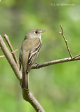 Photo - Moucherolle tchébec