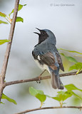 Photo - Paruline bleue