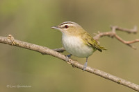 Photo - Red-eyed Vireo