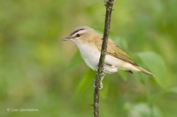 Photo - Red-eyed Vireo