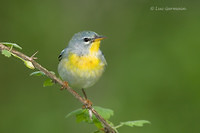 Photo - Northern Parula