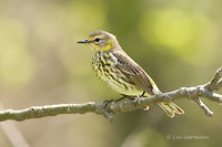 Photo - Cape May Warbler