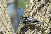 Photo - Black-and-white Warbler