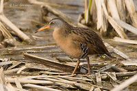 Photo - Virginia Rail