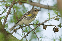 Photo - Yellow-rumped Warbler