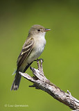 Photo - Alder Flycatcher