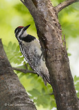 Photo - Yellow-bellied Sapsucker