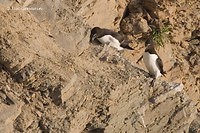 Photo - Razorbill