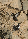 Photo - Black Guillemot