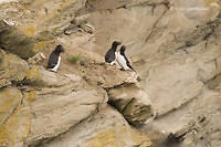 Photo - Razorbill