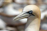 Photo - Northern Gannet