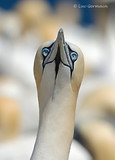 Photo - Northern Gannet