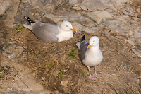 Photo - Herring Gull