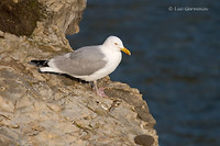 Photo - Goéland argenté