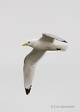 Photo - Black-legged Kittiwake