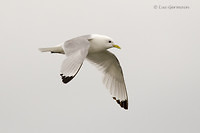 Photo - Black-legged Kittiwake