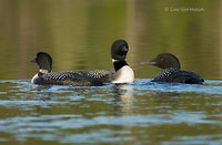 Photo - Common Loon