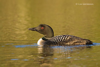 Photo - Plongeon huard