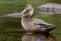 Photo - American Black Duck