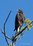 Photo - Bald Eagle