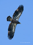 Photo - Bald Eagle