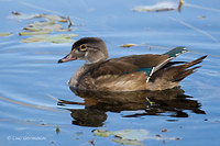 Photo - Canard branchu