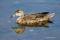 Photo - Canard branchu