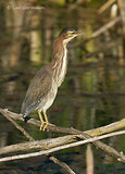 Photo - Green Heron