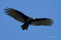 Photo - Urubu à tête rouge