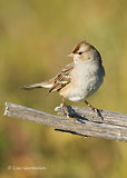 Photo - Bruant à couronne blanche