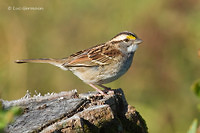 Photo - Bruant à gorge blanche