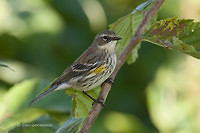 Photo - Yellow-rumped Warbler