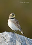 Photo - Horned Lark