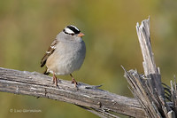 Photo - Bruant à couronne blanche