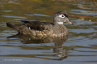 Photo - Canard branchu