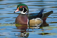 Photo - Wood Duck